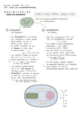 Fotosynthese & Zellatmung einfach erklärt: Formel, Ablauf, Funktion