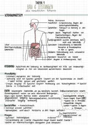 Verdauungssystem Aufgaben: Einfach erklärt & Übersicht