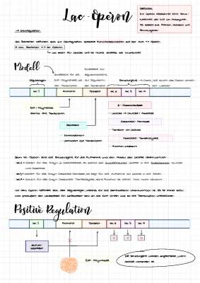 Operon-Modell einfach erklärt: Was ist das Lac-Operon und Trp-Operon?