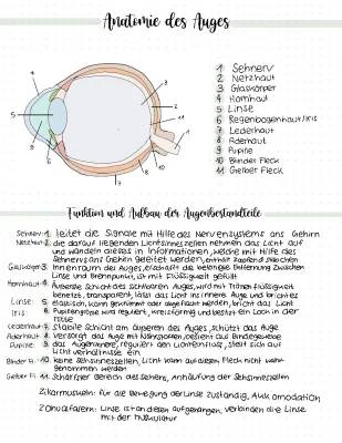 Alles über das Auge 👁🔬: Aufbau, Funktion und coole optische Täuschungen