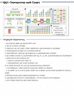 Sanger-Sequenzierung und Gelelektrophorese einfach erklärt