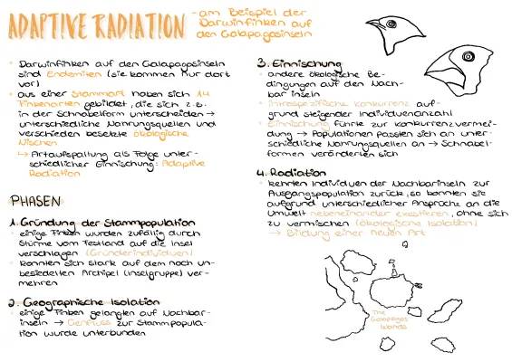 Adaptive Radiation einfach erklärt - Darwinfinken, Tiere und mehr!