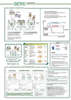 Enzyme einfach erklärt: Wie sie im Stoffwechsel wirken