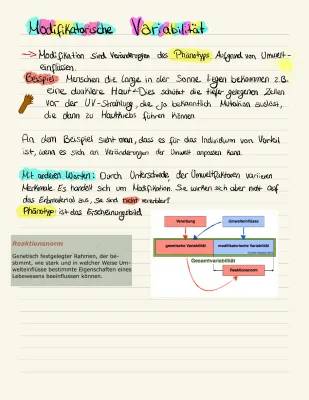 Modifikatorische und Genetische Variabilität einfach erklärt