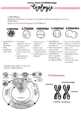 Mitose und Meiose einfach erklärt - Phasen, Übungen, und Lösungen