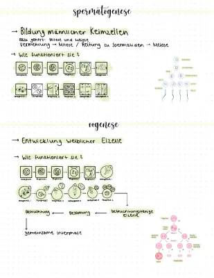 Spermatogenesis and Oogenesis Explained for Kids - Simple Guide with Fun Facts