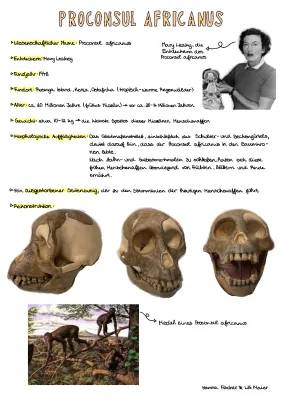 Steckbrief: Prokonsul und Australopithecus africanus - Menschenarten und Verwandtschaft Mensch Affe