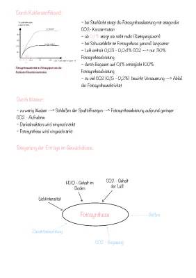 Wie Licht, CO2 und Temperatur die Fotosynthese beeinflussen - Einfache Erklärungen für Kinder