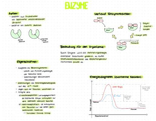 Enzyme und Reaktionen für Kids: Einfache Erklärungen und Beispiele