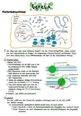 Einfach erklärt: Proteinbiosynthese und Mendelsche Regeln Zusammenfassungen für dein Genetik Abitur