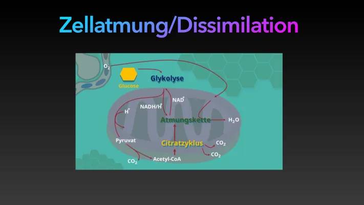 Zellatmung einfach erklärt: Ablauf und wichtige Schritte wie Glykolyse und Citratzyklus