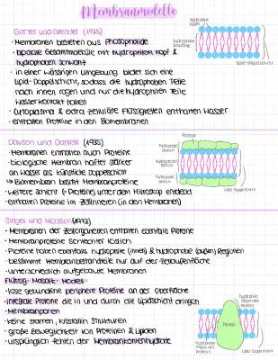 Einfach erklärt: Flüssig-Mosaik-Modell und andere Membranmodelle wie das Gorter und Grendel Experiment