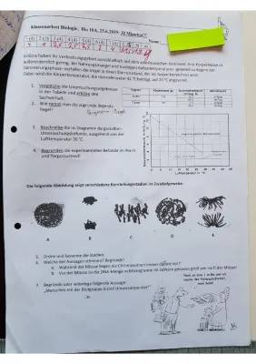 Coole Biologie-Vogelfacts und kostenlose Arbeitsblätter für Klasse 5 & 6