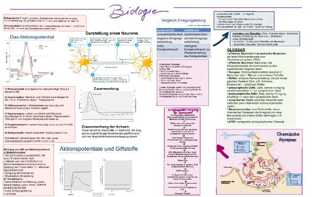 Aktionspotential und Synapsen einfach erklärt: Chemische und elektrische Synapse, Schwellenwert, Dauer und mehr!