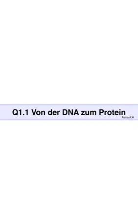 Dein PDF-Abenteuer: Proteinbiosynthese & Basenpaare einfach erklärt