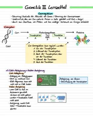 Genregulation bei Eukaryoten & Prokaryoten, Mutation, Meiose und Mehr!