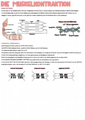 Muskelkontraktion einfach erklärt für Kinder - Ablauf, Gleittheorie, Aktin, Myosin, ATP, und Calcium