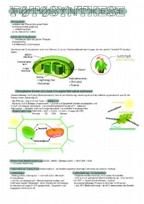 Fotosynthese und Zellatmung: Entdecke die Geheimnisse der Chloroplasten!