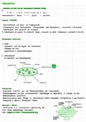 Wie Fotosynthese funktioniert: Chloroplasten und der Emerson Effekt