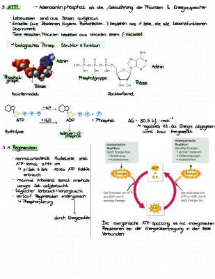 Wie kommt ATP in die Zelle? Prokaryoten und Eukaryoten erklärt