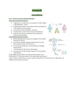 Inter- und Intrachromosomale Rekombination einfach erklärt - Meiose, Mitose und Crossing over