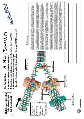 DNA-Replikation einfach erklärt: Ablauf, Enzyme und Unterschiede