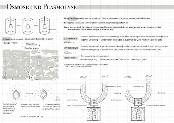 Plasmolyse und Deplasmolyse: Einfach Erklärt mit Zwiebelbeispiel