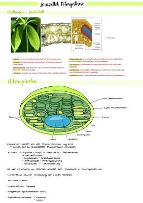 Laubblatt Aufbau und Funktion - Alles über Blatt Aufbau, Fotosynthese und Blattfarbstoffe