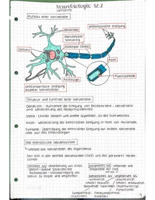 Neurobiologie einfach erklärt: Nervenzelle Aufbau und Funktion, Ruhepotential & Synapsengifte