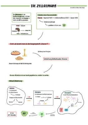 Zellatmung und Glykolyse einfach erklärt: Was sind ATP, Mitochondrien und der Citratzyklus?