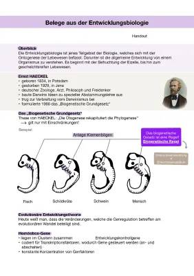 Einfach erklärt: Belege für die Evolution und Entwicklungsbiologie - PDF Arbeitsblatt