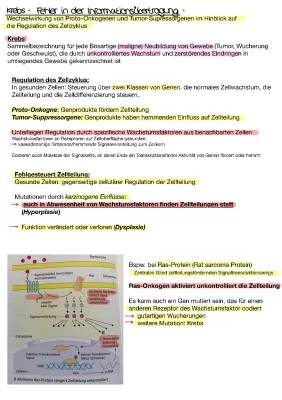 Der Zellzyklus und Krebs - Einfach Erklärt! 🧬