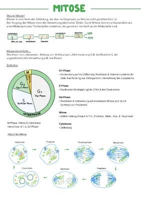 Mitose und Meiose: Einfach erklärt für 10-Jährige - Mitose und Meiose Arbeitsblatt PDF