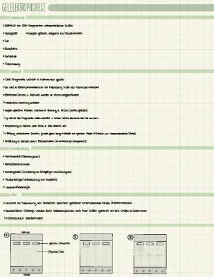 Gelelektrophorese: Aufbau, Anwendung und DNA Auswertung - Einfach erklärt