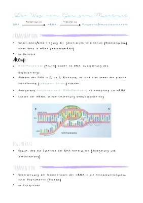 Proteinbiosynthese: Transkription und Translation einfach erklärt