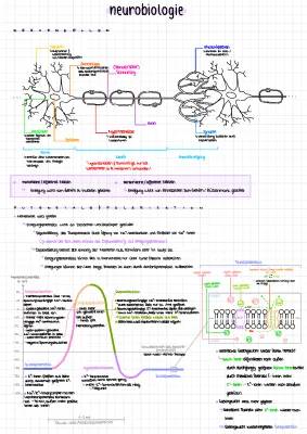 Neurobiologie: Nervenzelle Aufbau und Funktion, Synapse und Erregungsleitung einfach erklärt