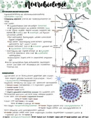 Biologie Lernzettel Abitur 2024 PDF - Zusammenfassung und Aufgaben