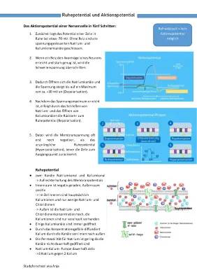 Aktionspotential und Ruhepotential einfach erklärt - Für Nervenzellen und Muskelzellen