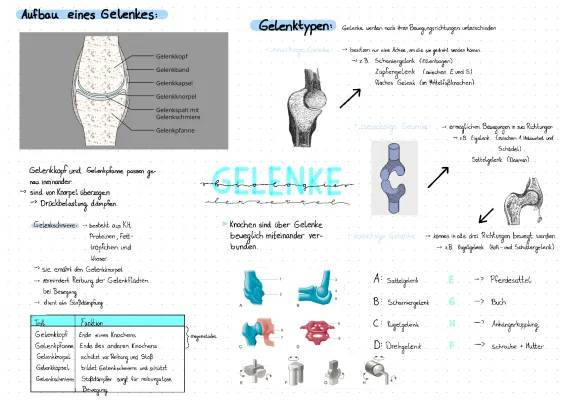 Aufbau eines Gelenks einfach erklärt 🦿 | Gelenkarten, Gelenktypen und Funktionen für die 5. Klasse