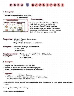 Was ist Endo- und Exozytose? Einfach erklärt!