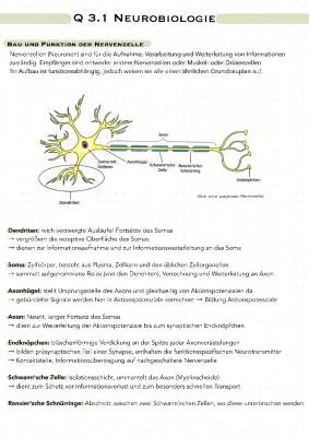 Neurobiologie einfach erklärt: Lernzettel für Abitur und Studium PDF