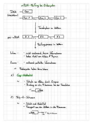 Reifung der mRNA bei Eukaryoten: Prä-mRNA und Alternatives Spleißen einfach erklärt