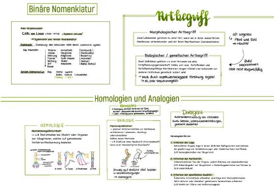 Evolution Lernzettel Abitur GK 