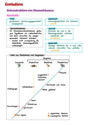 Kladogramm einfach erklärt - Phylogenetischer Stammbaum und Evolution