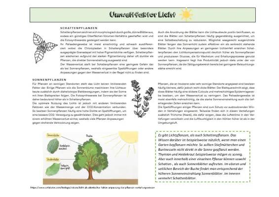 Sonnenblatt und Schattenblatt: Vergleich, Aufbau und Beispiele