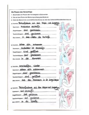 Der Blutkreislauf und die Phasen des Herzens - Arbeitsblatt Klett Lösung