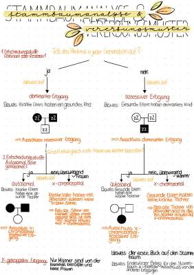 Stammbaumanalyse: Übungen, Lösungen und Quiz