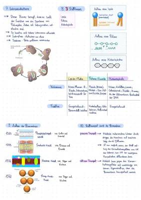 Endosymbiontentheorie und Stoffklassen in der Biologie einfach erklärt