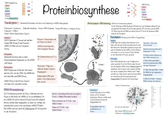 Proteinbiosynthese einfach erklärt: Tabelle, Transkription und Translation