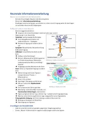 Neuronale Informationsverarbeitung Biologie: Dein Guide für Abi 2023